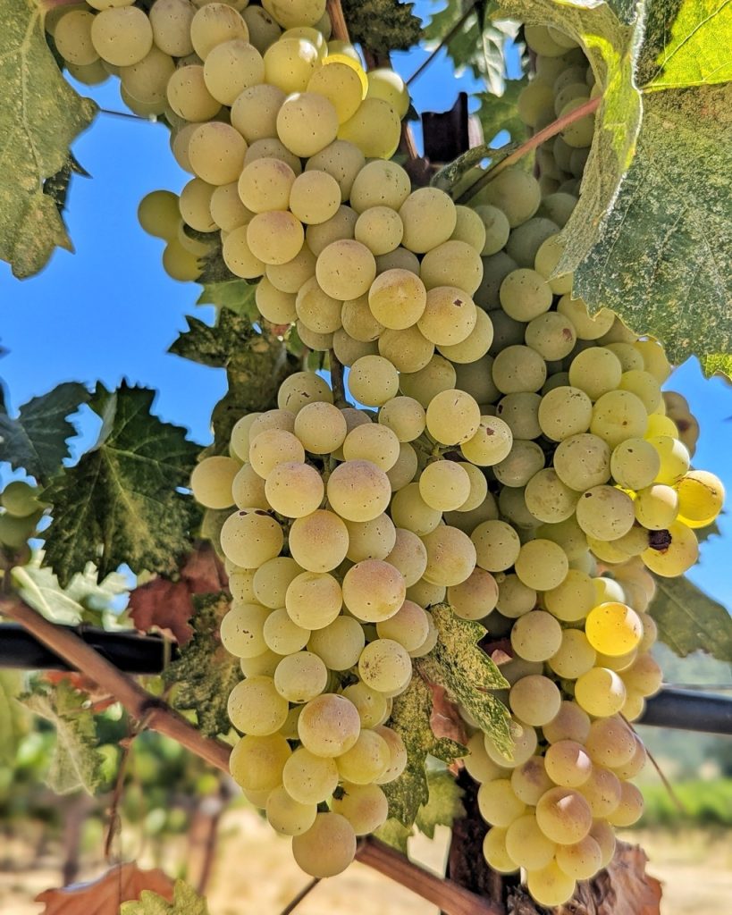 Tablas Creek-Grapes-1 Large