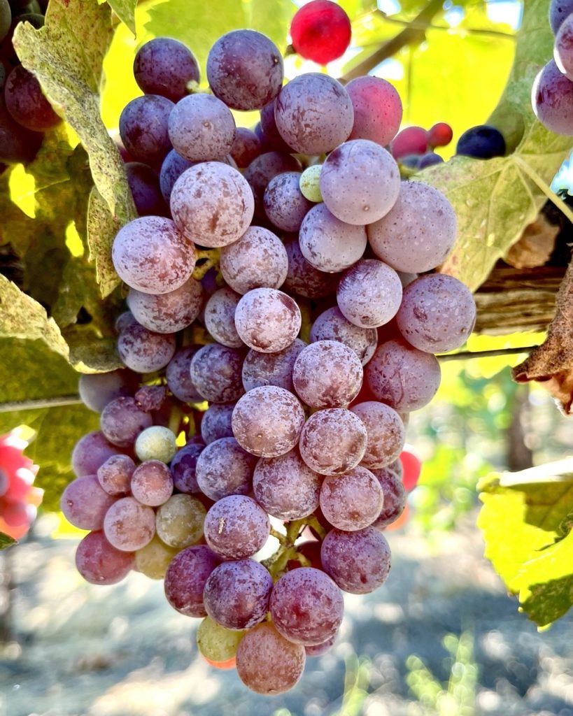 Tablas Creek-Grapes-2 Large
